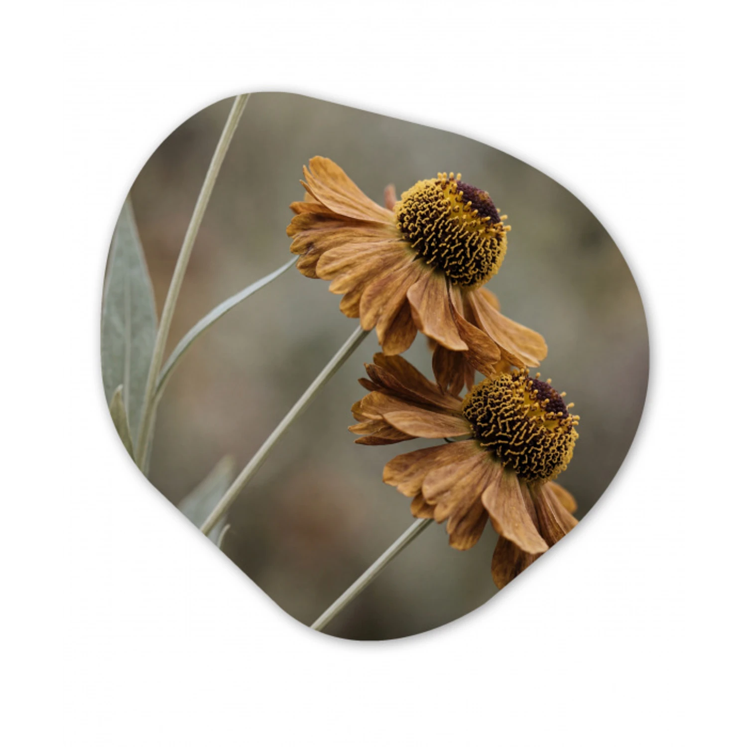 Zonnehoed - Droogbloemen - Geel - Warm Wandcirkel Organisch Aluminium middel -3d