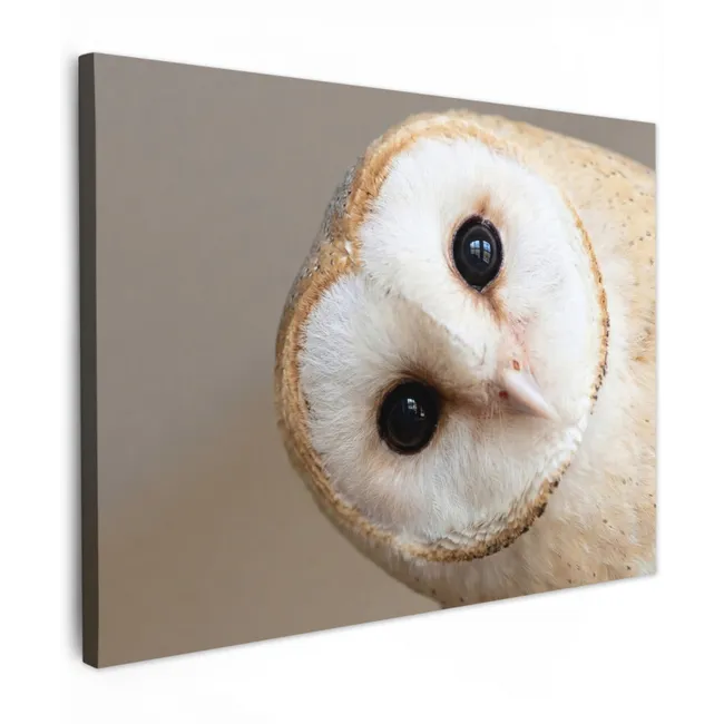 Canvas schilderij - Uil - Bruin - Wit