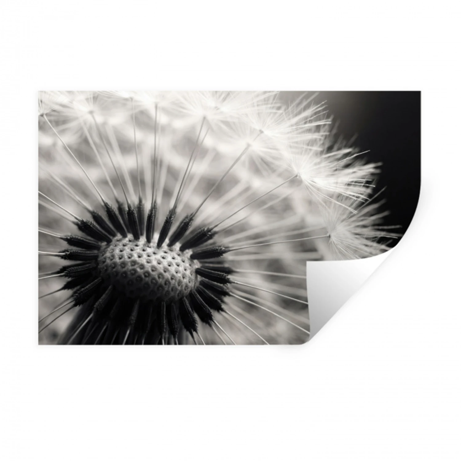 Paardenbloem - Zwart - Wit Muursticker klein -3d