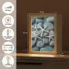Zeesterren - Stenen - Wit Light Box met kabel (Tafellamp) klein -USP_NL