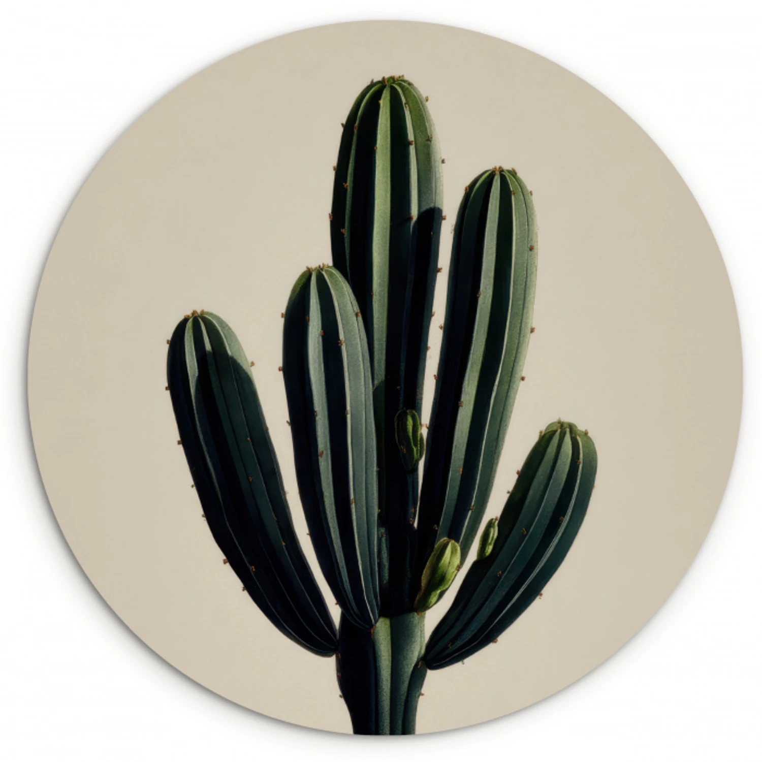 Cactus - Subtiel - Groen Wandcirkel kunststof plaat 5mm dik klein -3d