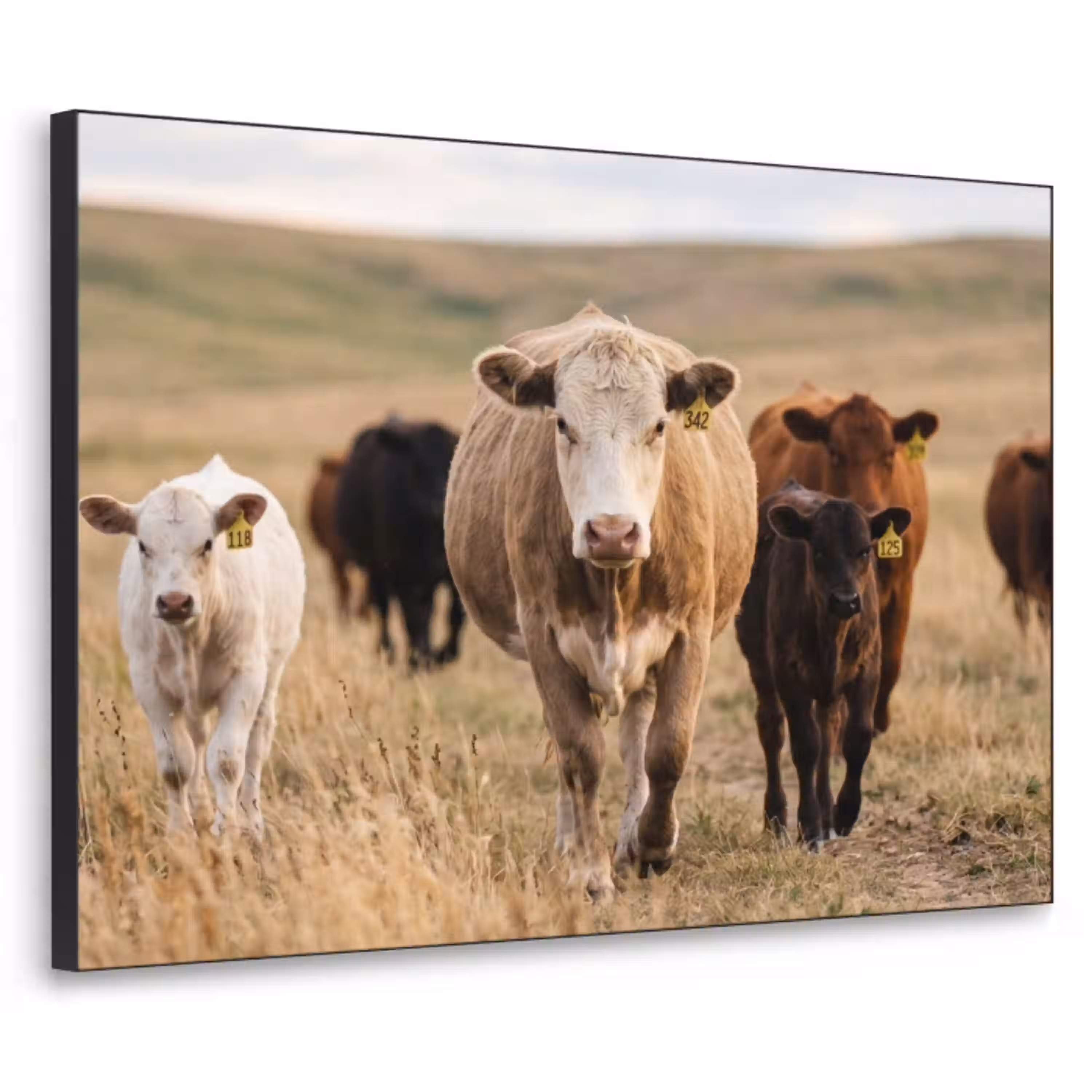 Runderen - Kudde - Landschap - Weide - Rustig Textielframe zwart klein -3d