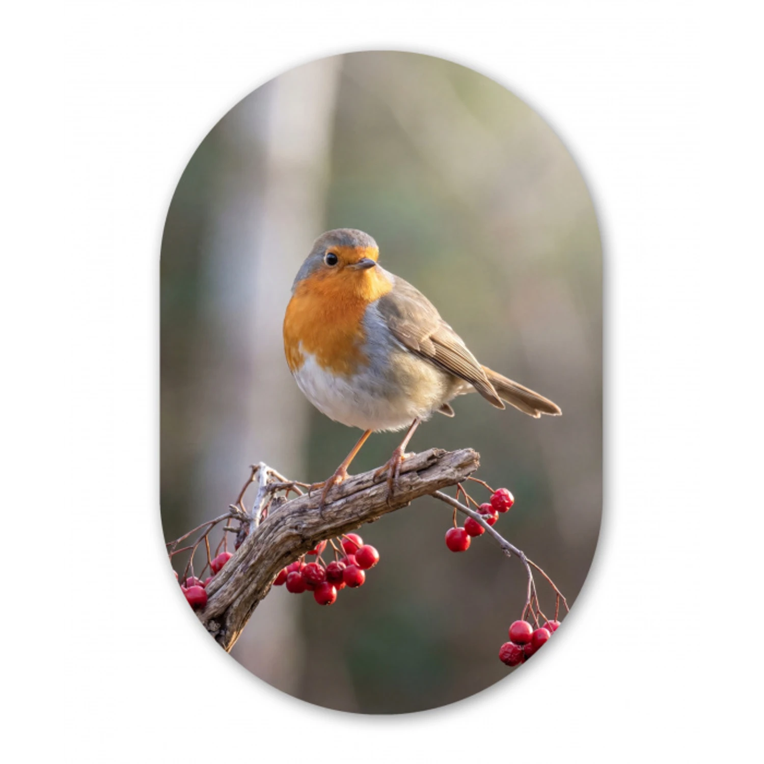Roodborst - Tak - Bessen - Natuur Wandcirkel Ovaal Forex klein -3d