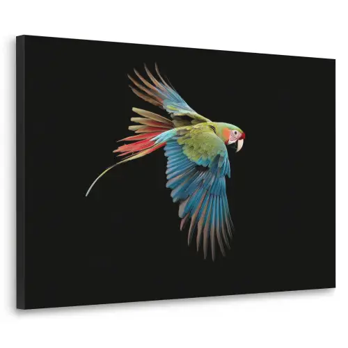 Papegaai - Kleurrijk - Vleugels - Sierlijk Textielframe zwart klein -3d