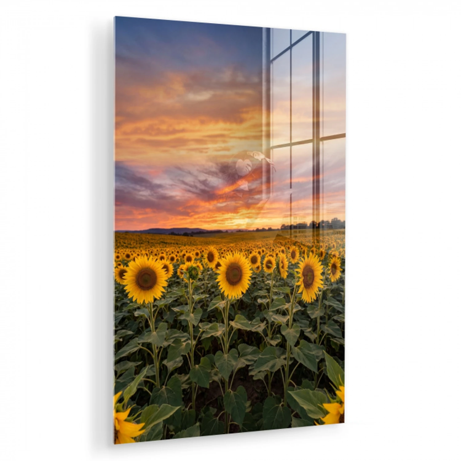 Zonnebloemen - Heuvellandschap - Geel plexiglas 5mm klein -zzzproduct_nieuw