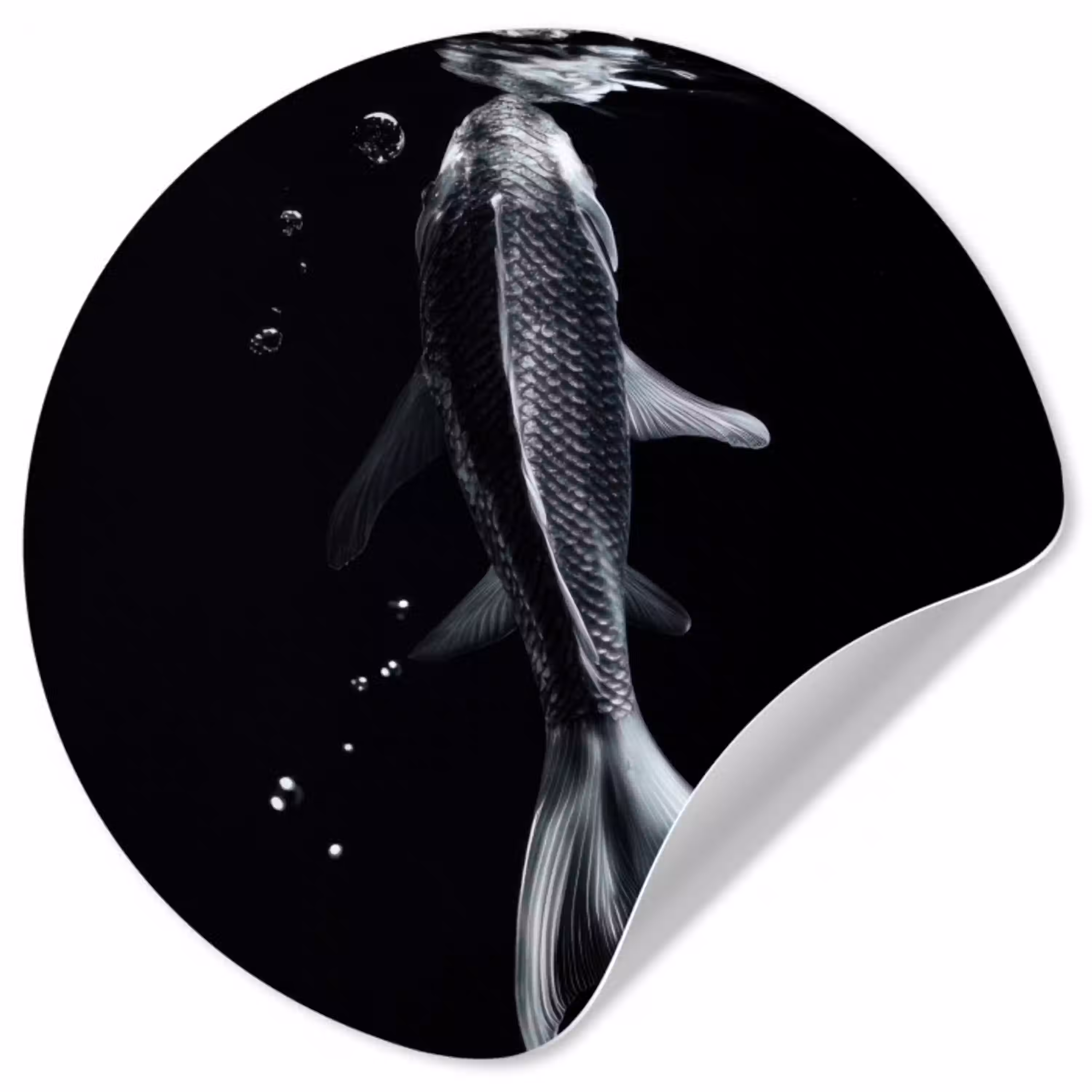 Koi - Vissen - Water - Zwart Wandcirkel behangsticker klein -3d
