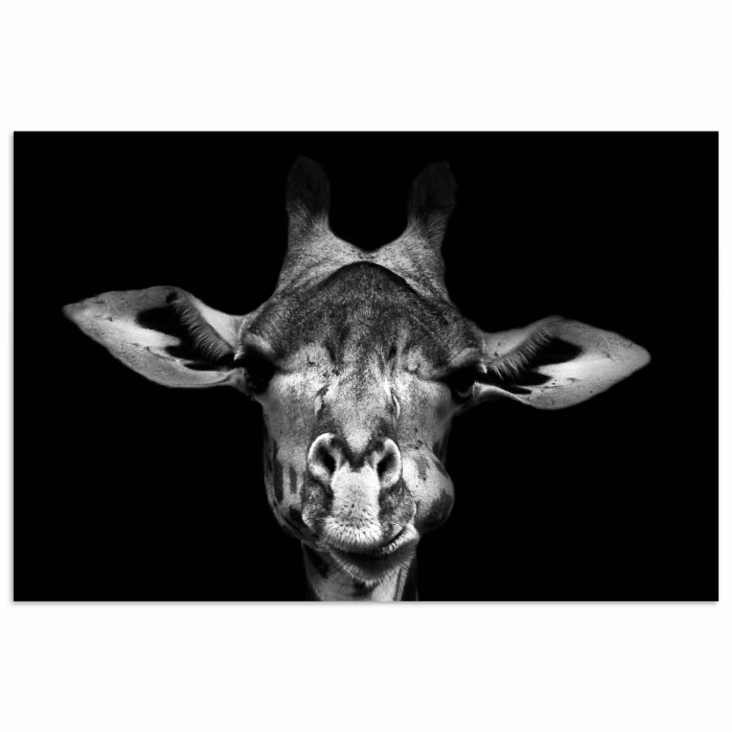 Giraffe - Portret - Dieren - Zwart - Wit poster papier klein -3d