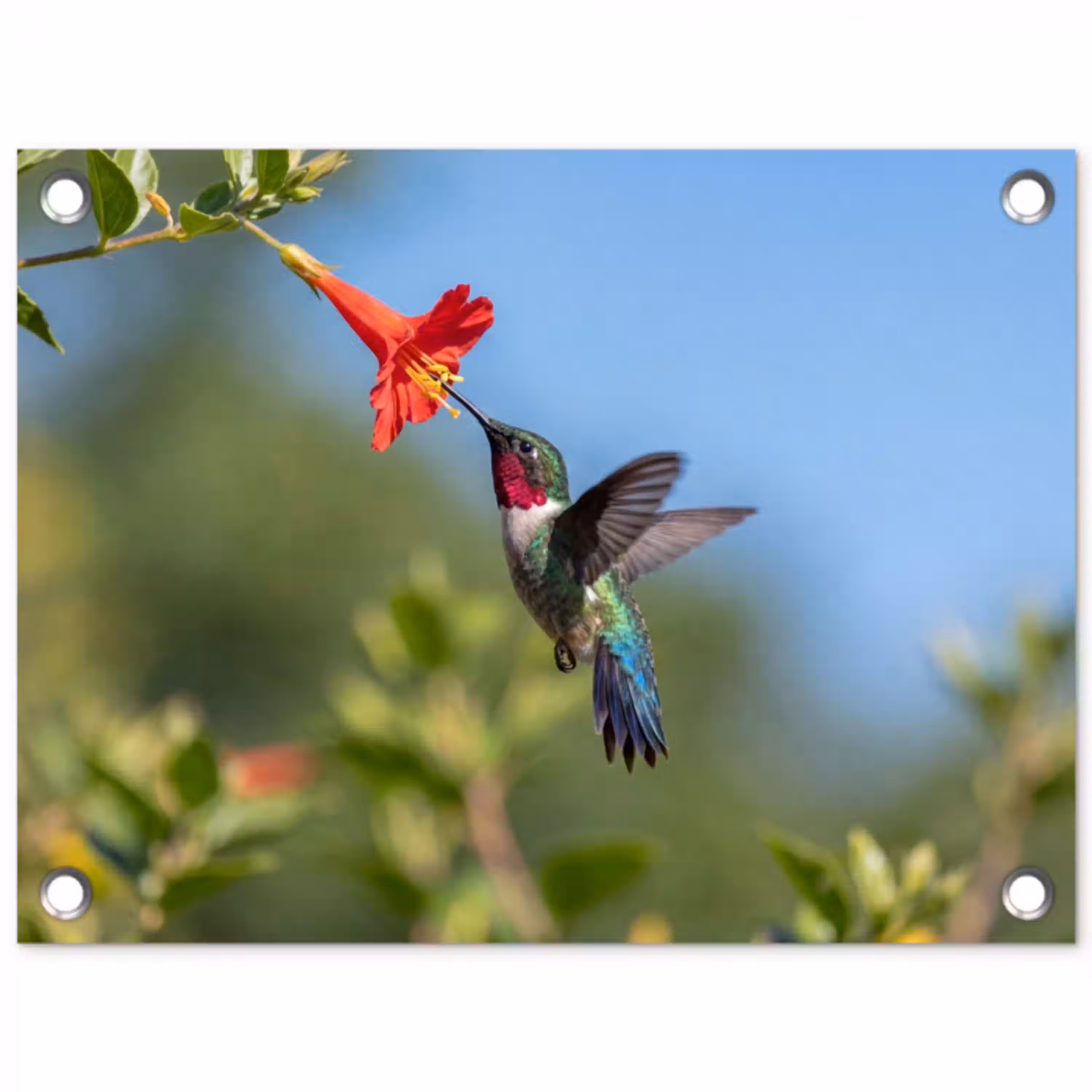 Kolibrie - Bloem - Natuur - Groen tuinposter los doek klein -3d