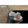 Orchidee - Bloemen - Roze - Stilleven - Flora Placemat vinyl groot -closeup