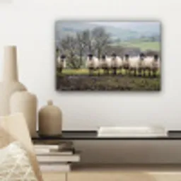 Schapen - Rij - Weide - Dieren - Platteland canvas 2cm klein -sfeer6