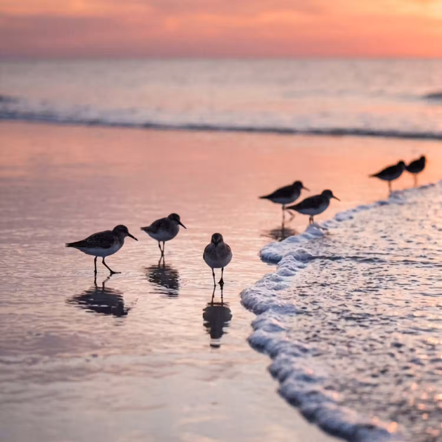 Tapete - Möwen - Strand - Meer - Rosa