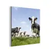 Koeien - Gras - Dieren - Zon - Boerderij aluminium wit klein -3d