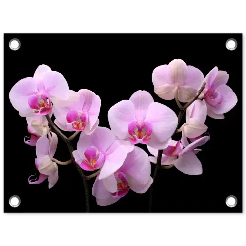 Orchidee - Bloemen - Roze - Flora tuinposter los doek klein -3d