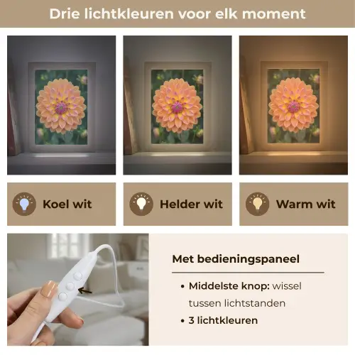 Dahlia - Bloem - Oranje Light Box met kabel (Tafellamp) klein -USP_lichtkleurNL
