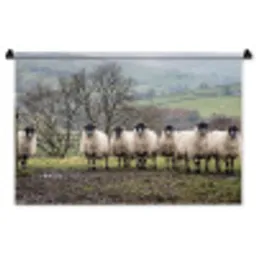 Schapen - Rij - Weide - Dieren - Platteland Wandkleed katoen middel -zz3d