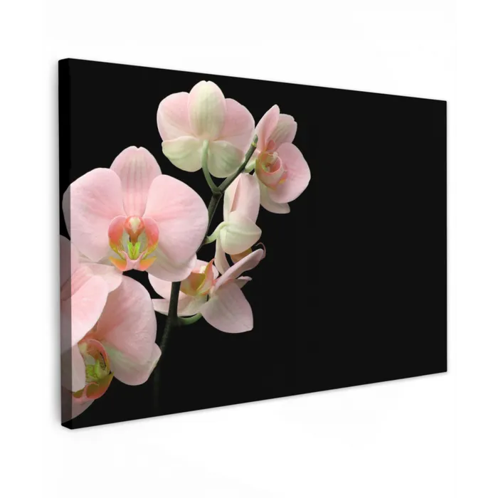 Orchidee - Bloemen - Roze - Stilleven - Flora canvas 2cm klein -z3d