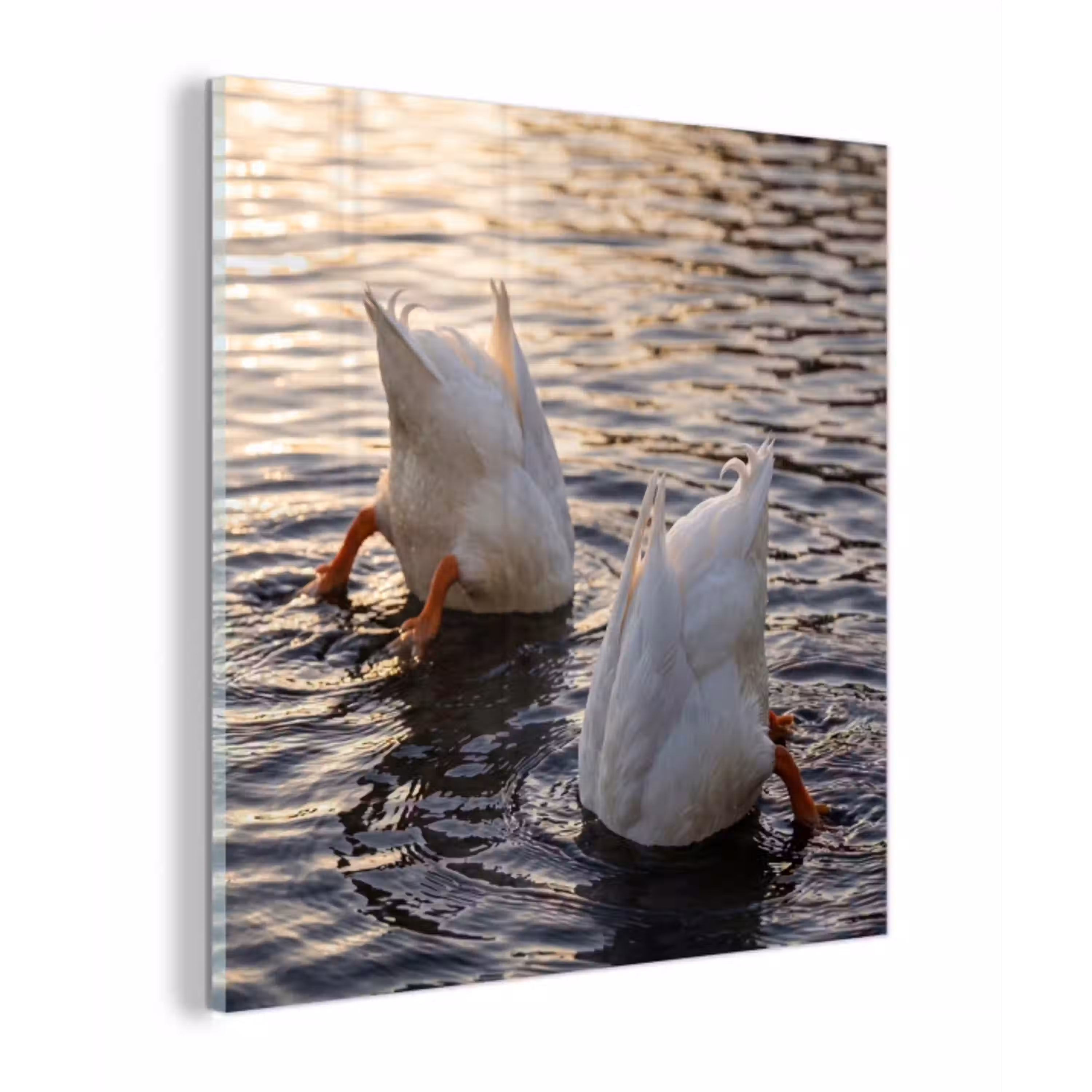 Eenden - Water - Natuur plexiglas 5mm klein -z3d