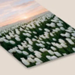 Tulpen - Landschap - Wit fotolijst zwart zonder passe partout klein -zsfeer6