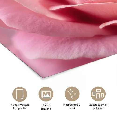 Roze - Roos - Romantisch poster papier klein -closeup_NL