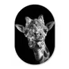 Giraffe - Dier - Zwart - Wit Wandcirkel Ovaal Forex klein -3d