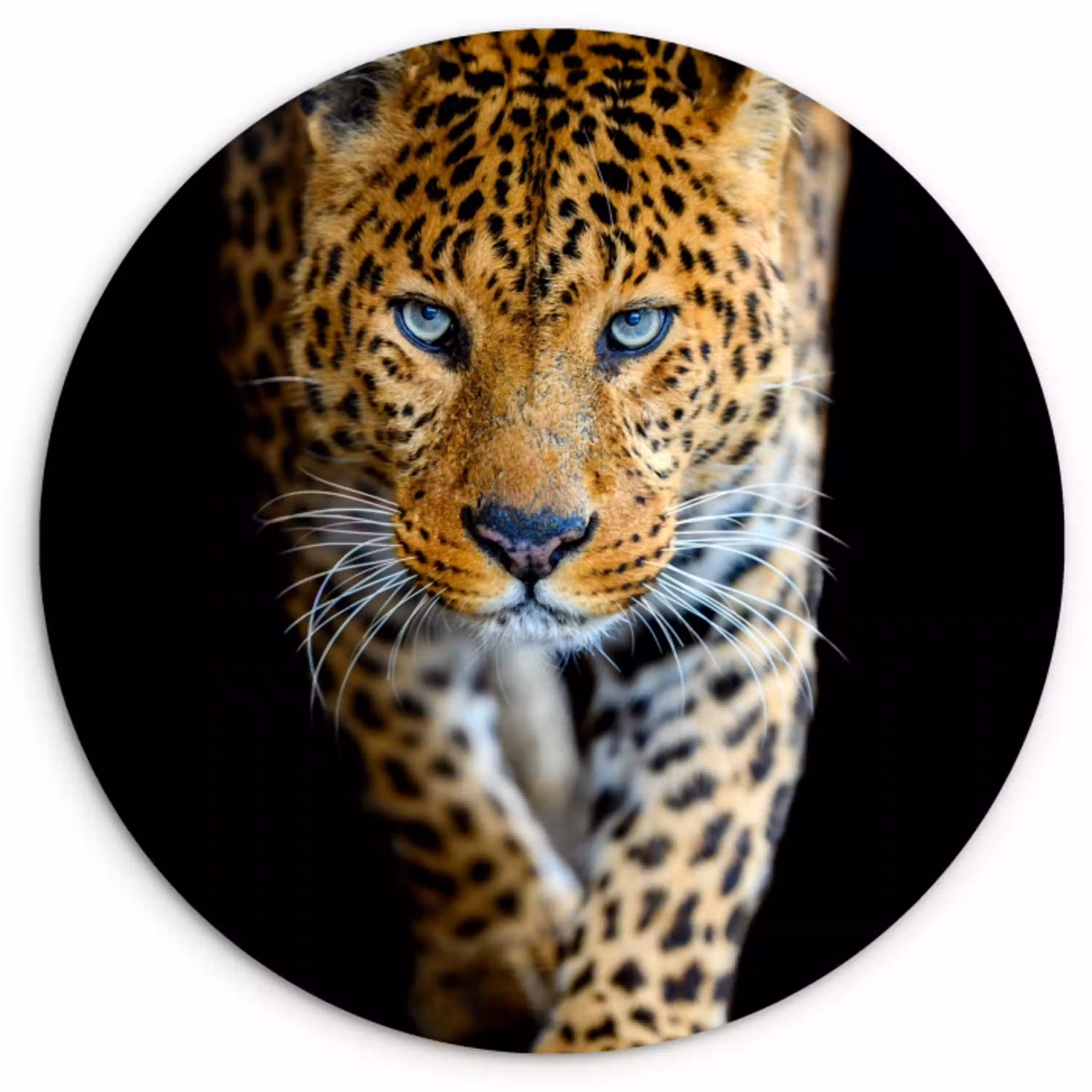 Luipaard - Dieren - Portret - Wilde dieren - Zwart Wandcirkel kunststof plaat 5mm dik klein -3d