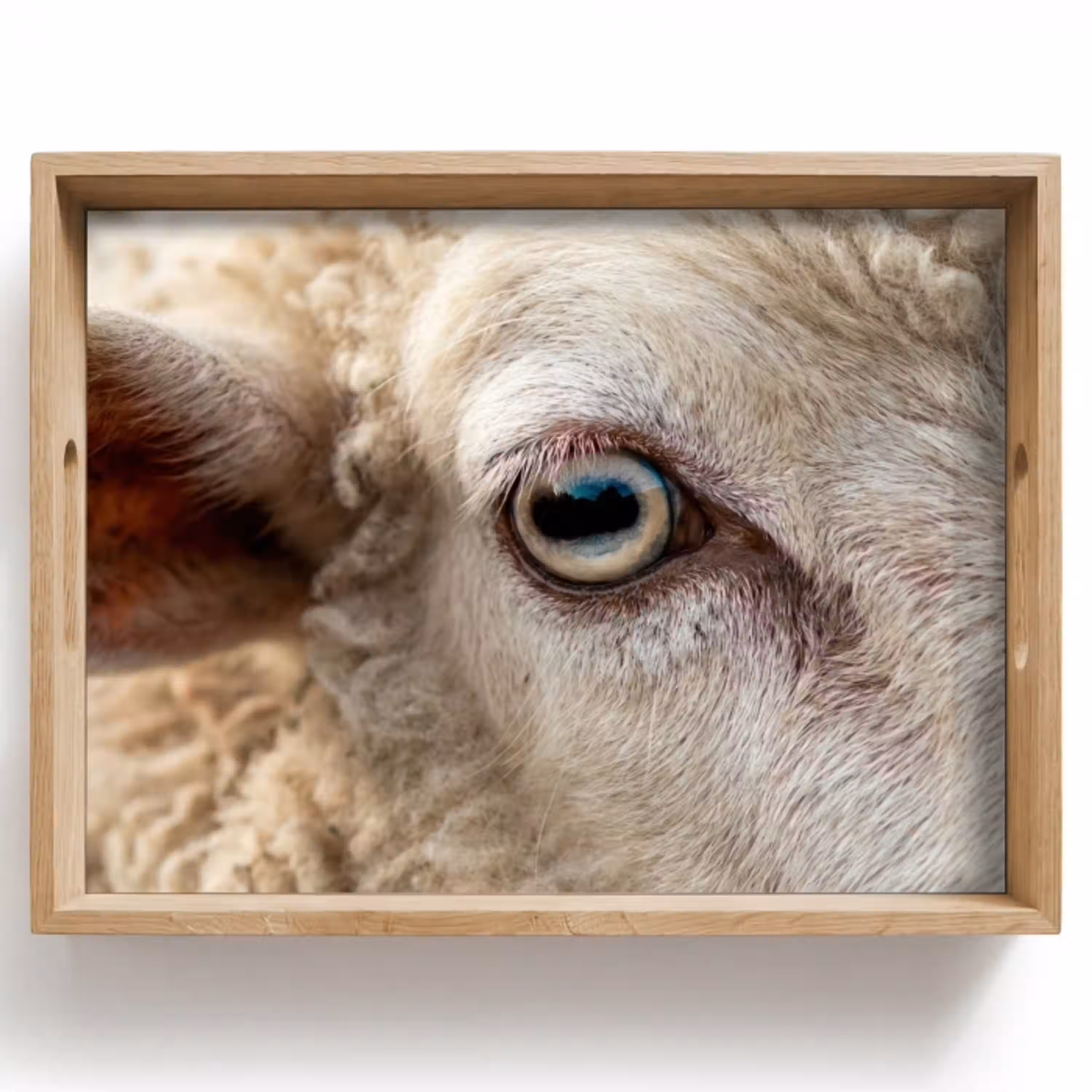 Schaap - Oog - Wit Dienblad Rechthoek middel -z3d_shopping