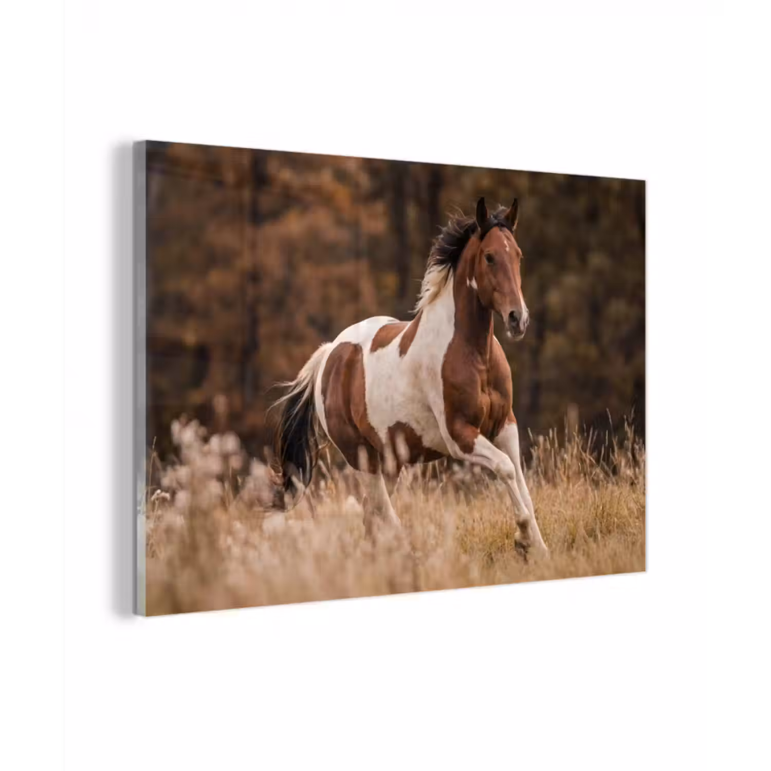 Glasbild - Pferd - Braun - Gras