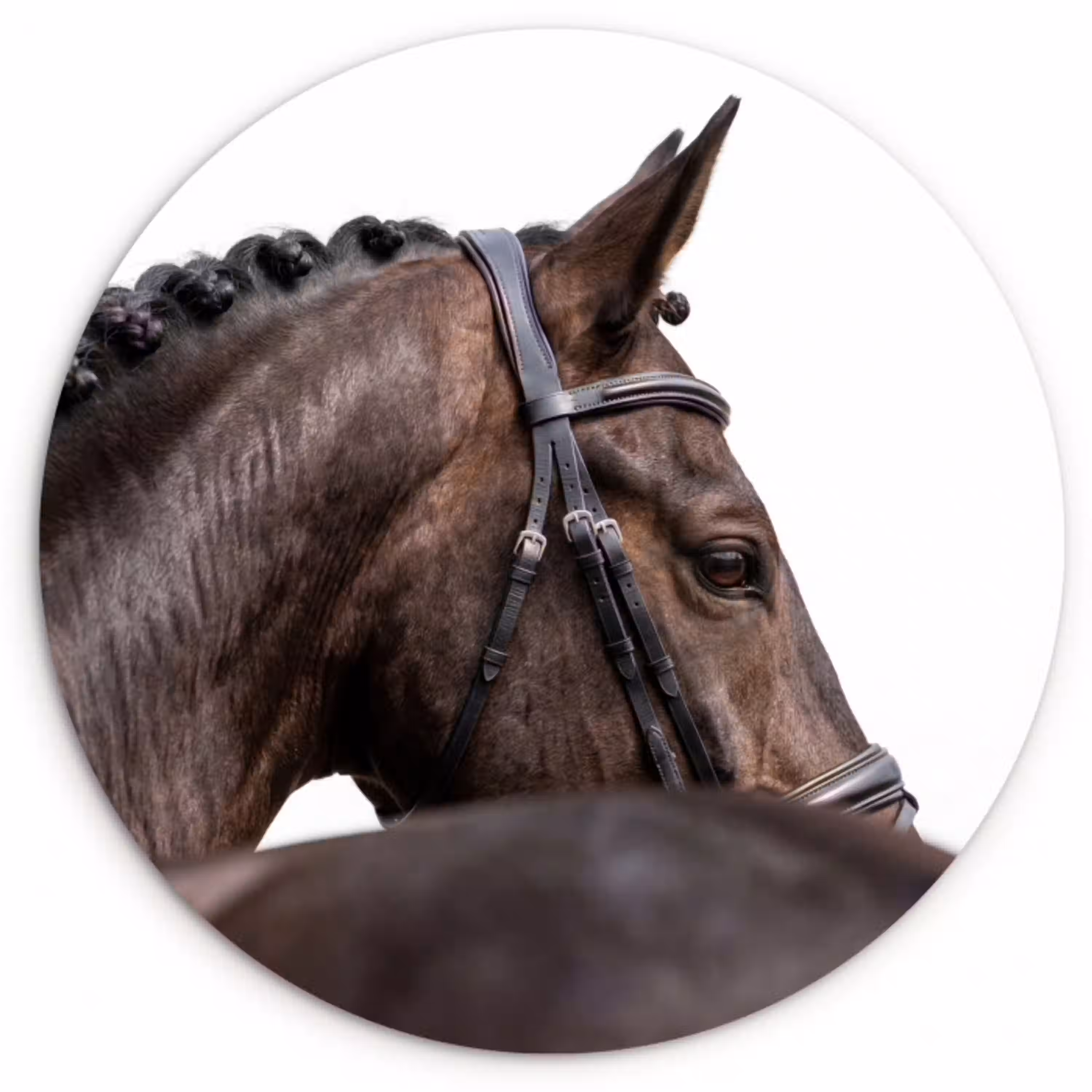 Portret - Paard - Elegant Wandcirkel kunststof plaat 5mm dik klein -3d