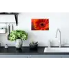 Oranje - Gerbera - Intens Muursticker klein -keuken