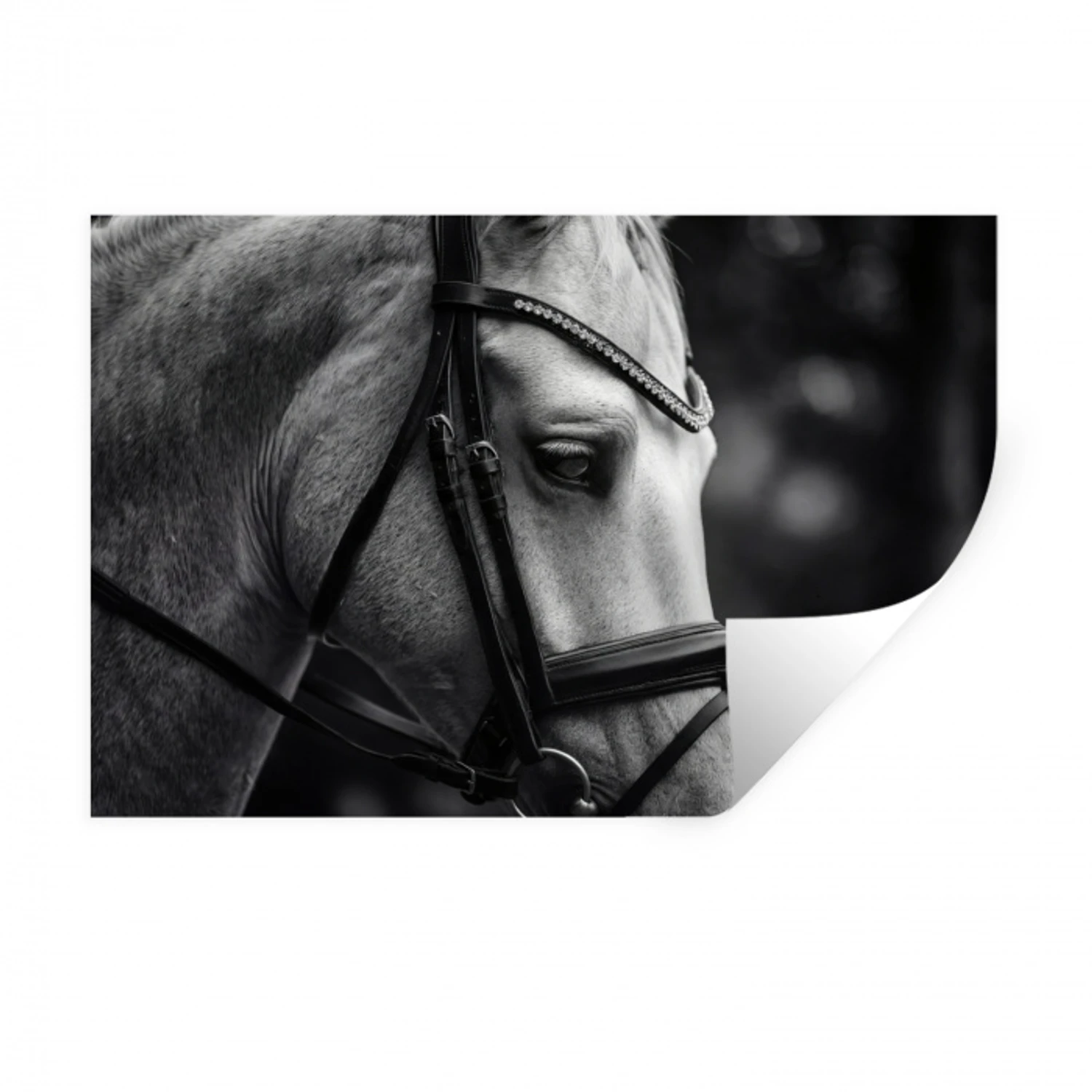 Paard - Schimmel - Portret Muursticker klein -3d