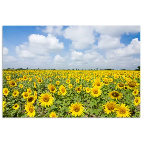 Zonnebloemen - Bloemen - Wolken - Natuur - Geel - Landschap poster papier klein -3d