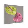 Planten - Anthurium - Groen - Roze PET vilt klein -3d