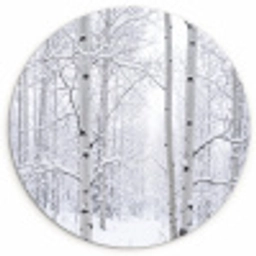 Berkenbomen - Sneeuw - Winter - Bos - Wit Wandcirkel kunststof plaat 5mm dik klein -3d