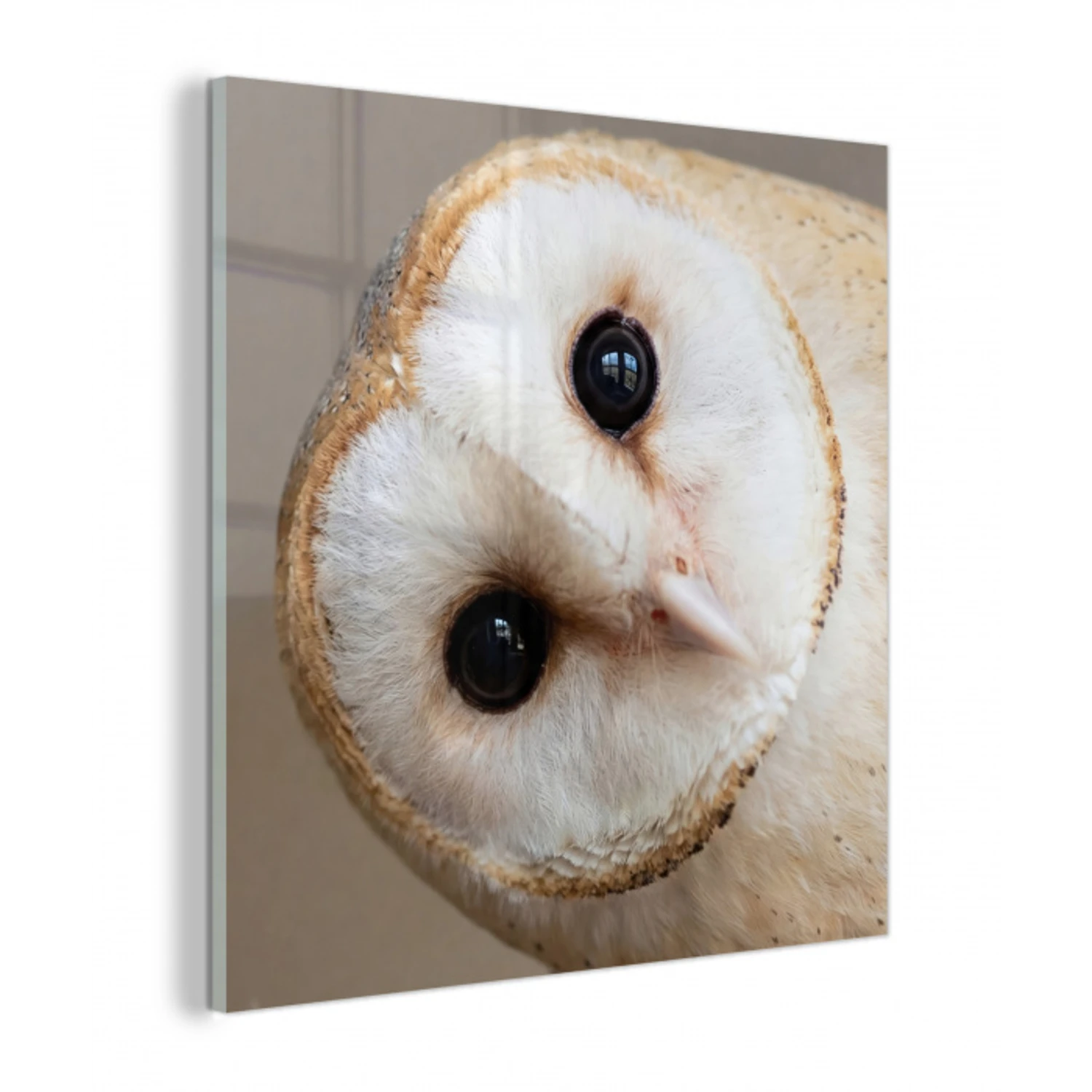 Uil - Bruin - Wit plexiglas 5mm klein -z3d