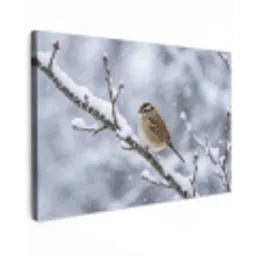 Vogel - Tak - Sneeuw - Winter canvas 2cm klein -z3d