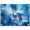 Blauw - Orchidee - Elegeant tuinposter los doek klein -3d