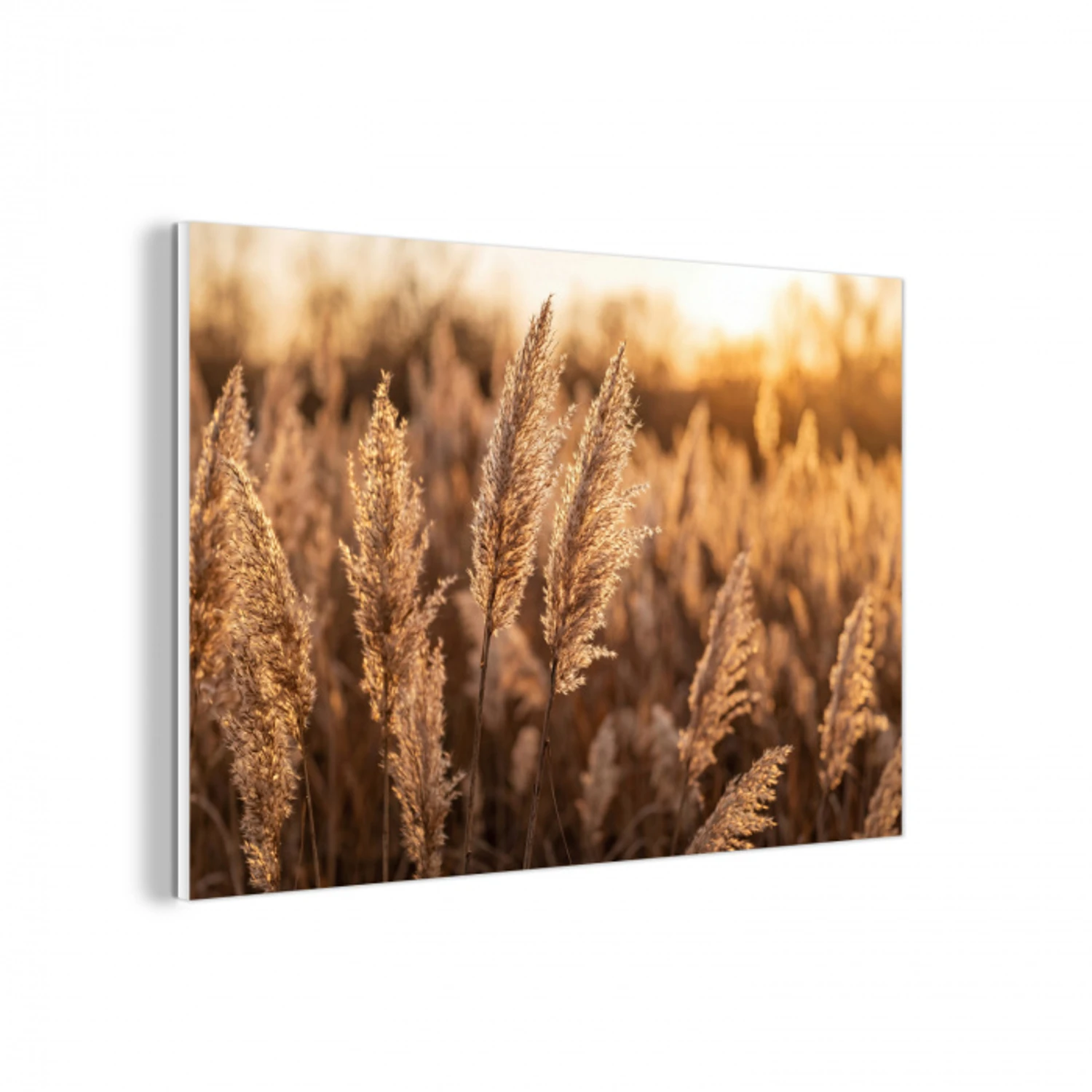 Rietpluimen - Gras - Zonsondergang - Goud - Serene forex 5mm xxl -3d