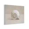 Schelp - Spiraal - Beige PET vilt klein -3d