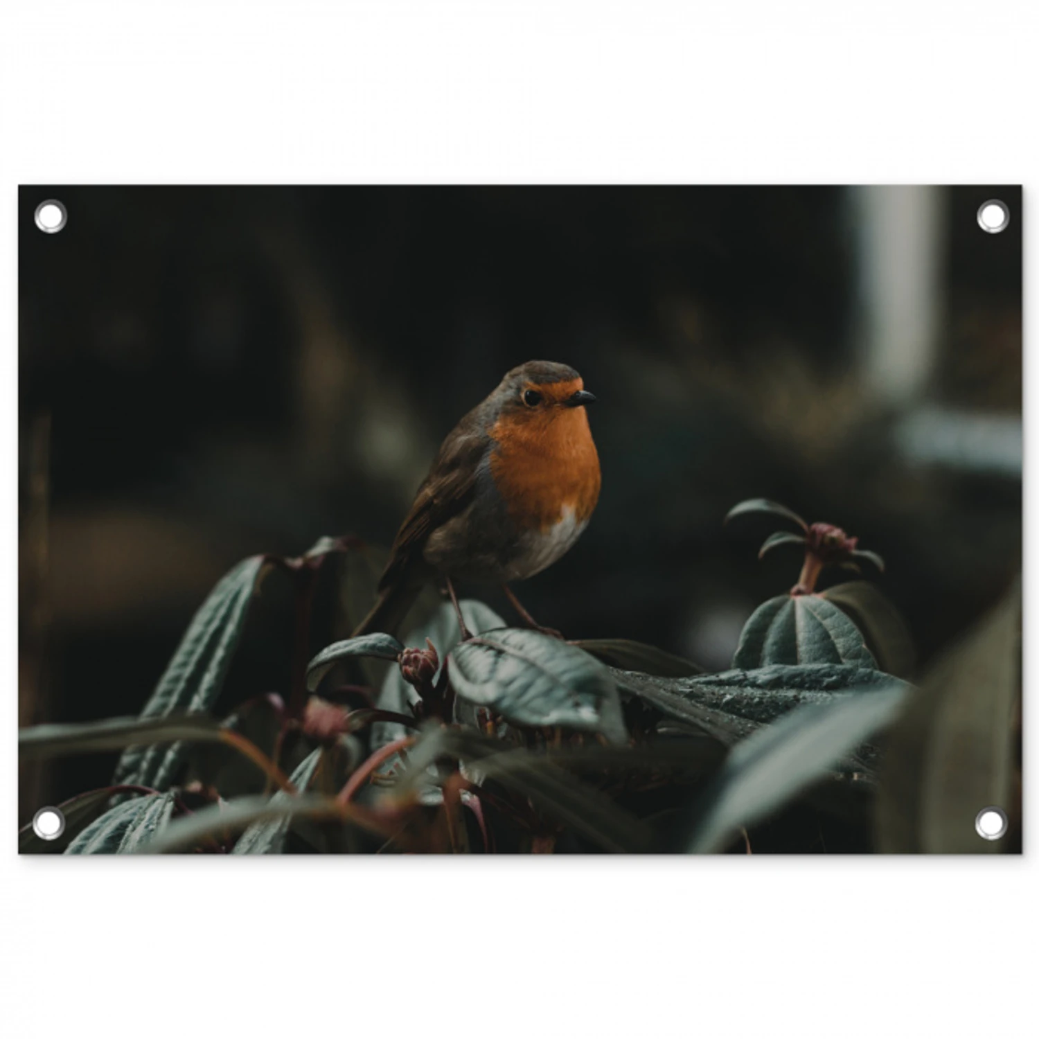 Vogel - Roodborstje - Plant tuinposter los doek klein -3d