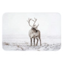 Rendier - Gewei - Sneeuw - Winter Badmat klein -3d