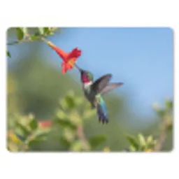 Kolibrie - Bloem - Natuur - Groen muismat rubber klein -3d