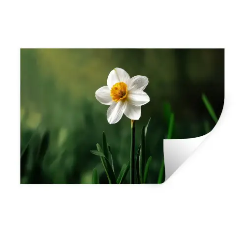 Narcis - Bloem - Wit - Grassprieten Muursticker klein -3d