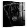 Schotse hooglander - Koe - Zwart - Wit - Dieren plexiglas 5mm klein -zzzproduct_nieuw