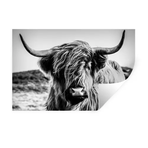 Schotse hooglander - Natuur - Koe - Zwart - Wit Muursticker klein -3d