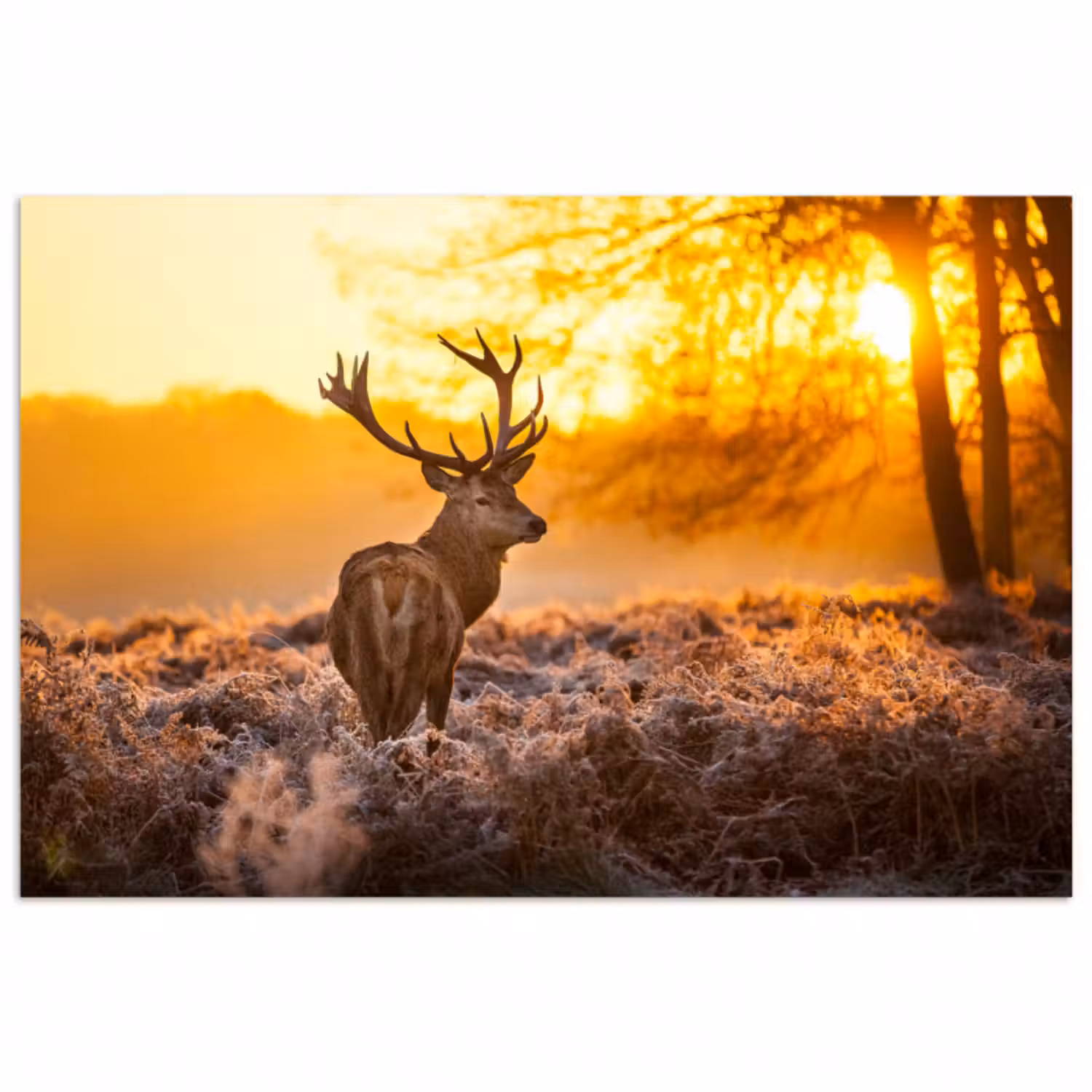 Poster - Hirsche - Tiere - Sonnenuntergang - Winter - Heidekraut - Natur