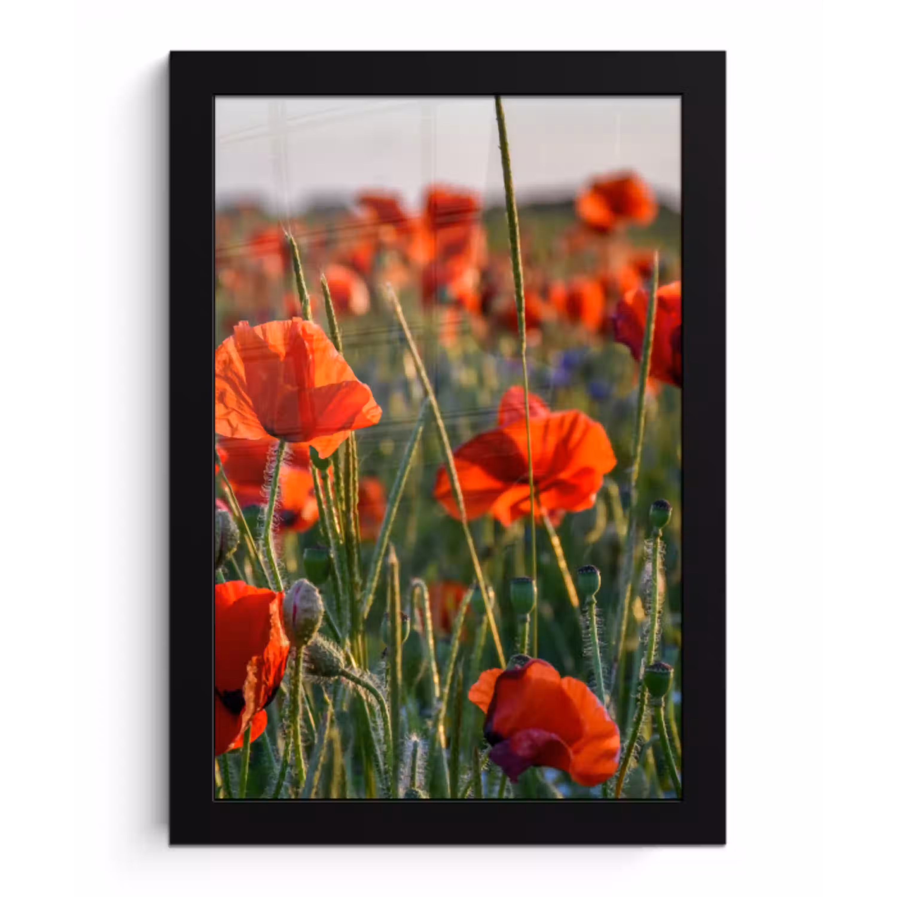 Bloemen - Klaprozen - Natuur - Rood fotolijst zwart zonder passe partout klein -3d