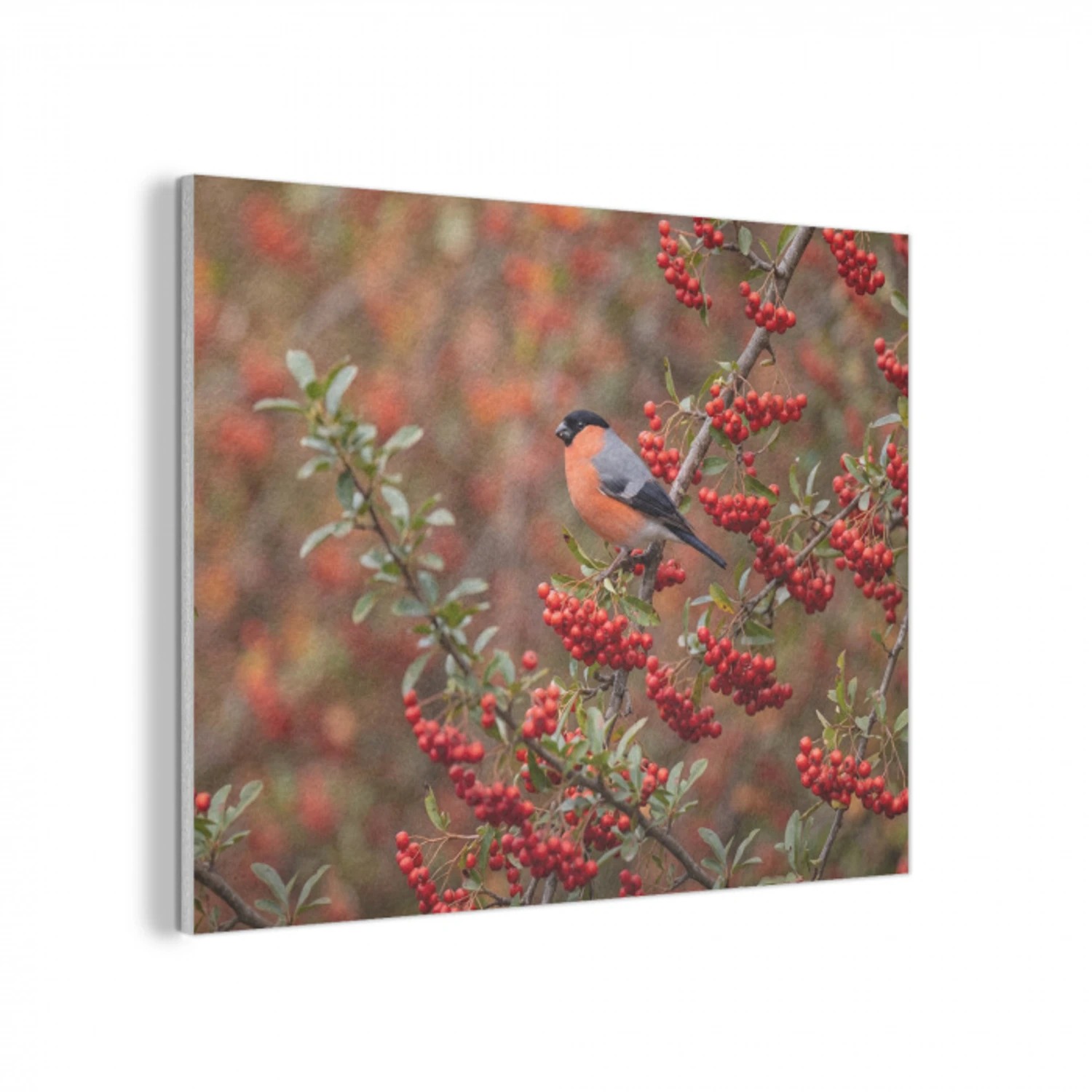 Goudvink - Bessen - Herfst - Natuur - Kleurrijk PET vilt klein -3d