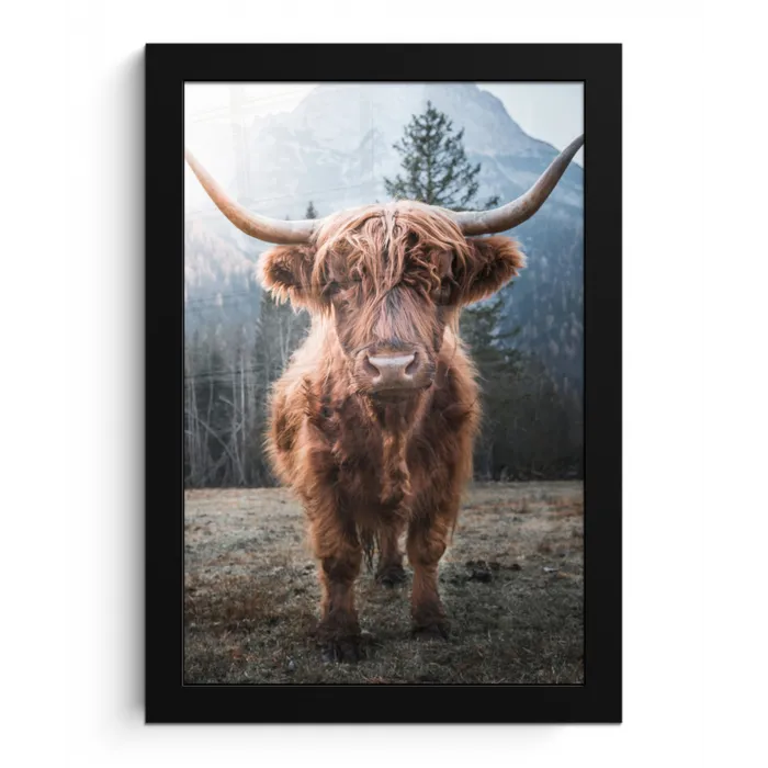 Schotse hooglander - Koe - Dieren - Berg - Natuur fotolijst zwart zonder passe partout klein -3d