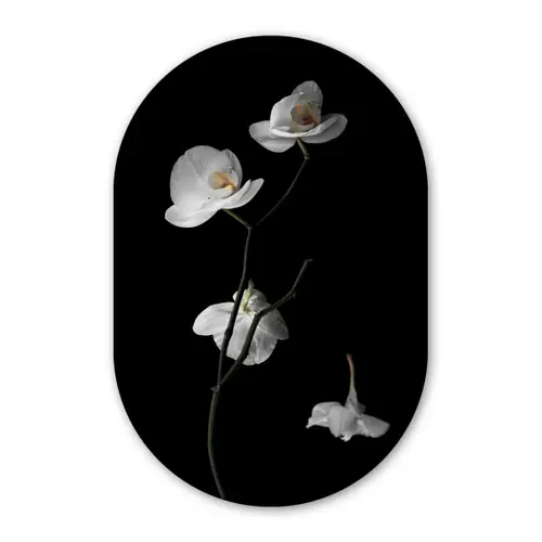 Orchidee - Bloemen - Zwart - Wit - Stilleven Wandcirkel Ovaal Forex klein -3d