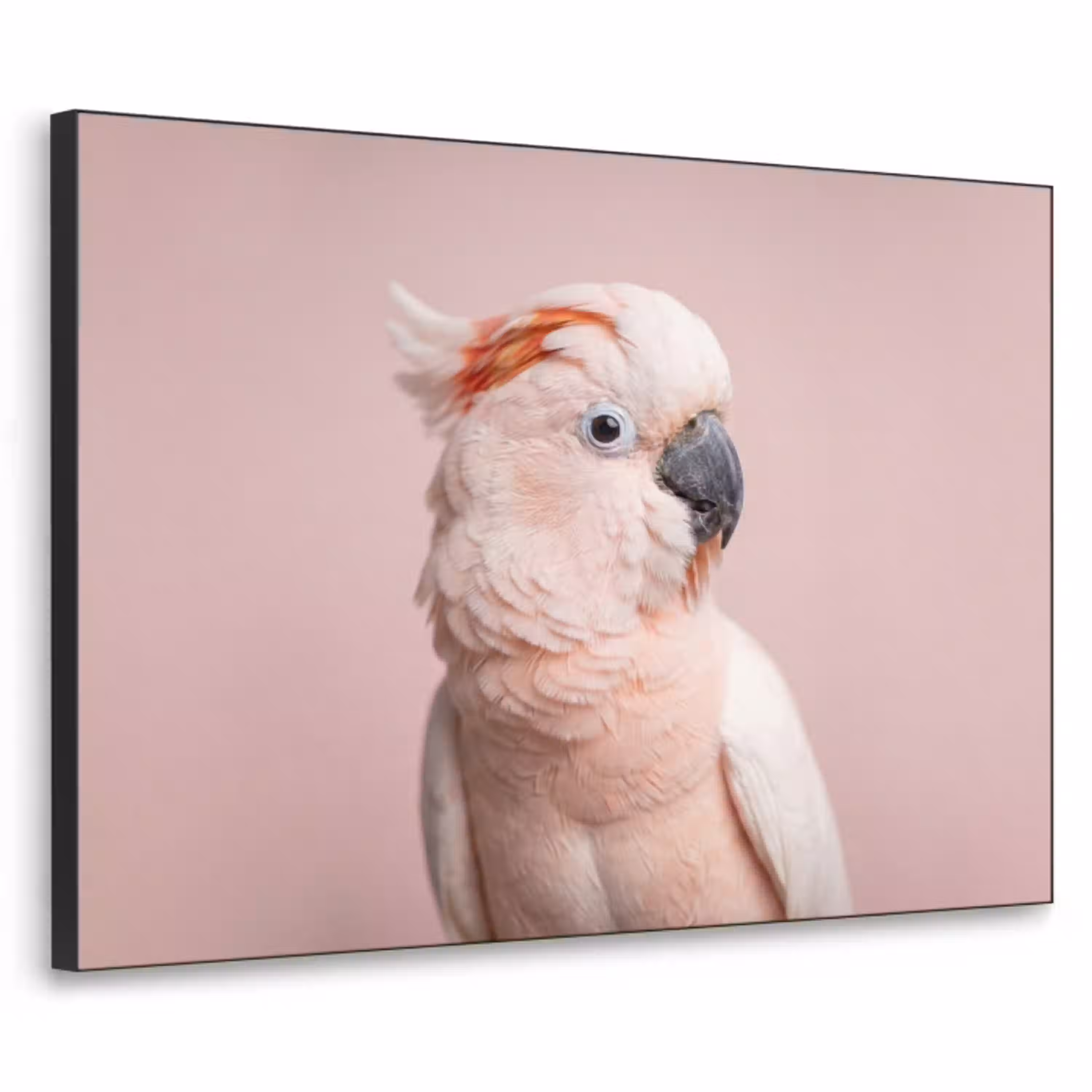 Kaketoe - Portret - Roze Textielframe zwart klein -3d